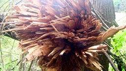 (15) 5/23/2018 Clearing blowdowns on the Long Path near Dismal Swamp
